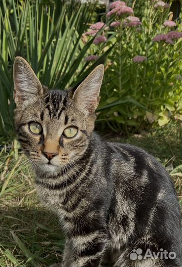 Котята мейн-кун