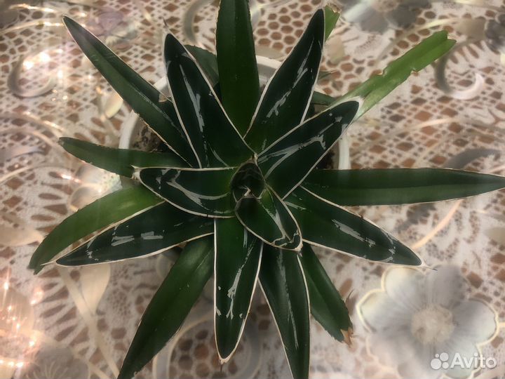 Агава Королева Виктория