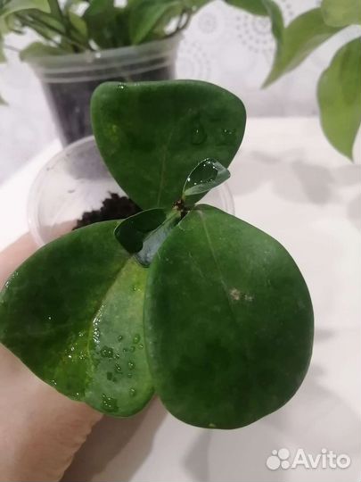 Фикус триангулярис