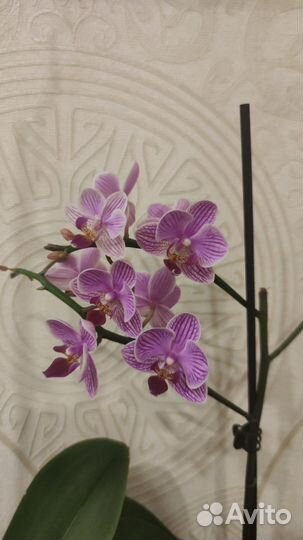 Орхидея мультифлора