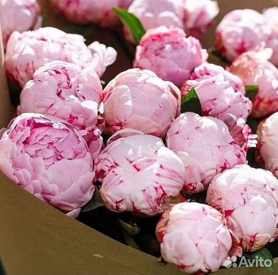 Пионы Букет