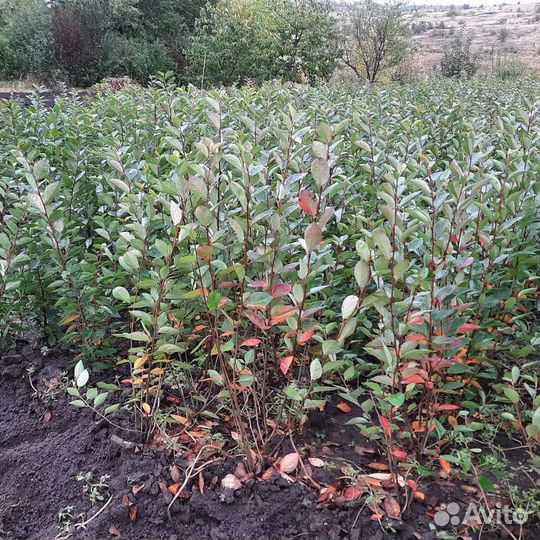 Кизильник блестящий