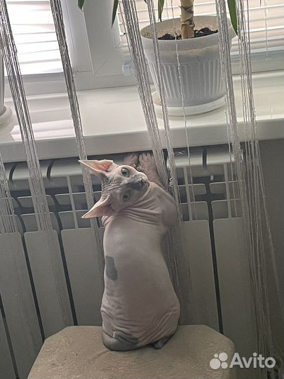 Кошка сфинкс бесплатно