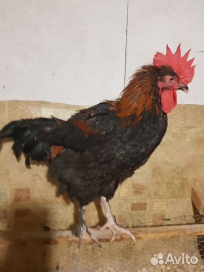 Петух Маран