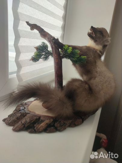 Чучело куницы