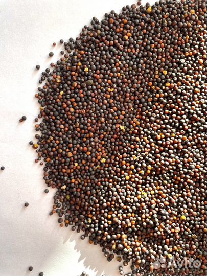 Рапс. Смесь для канареек. Семена для канареек