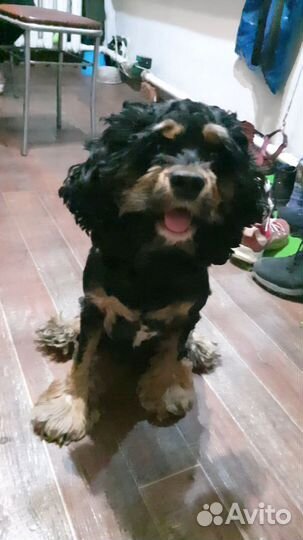 Собака в добрые руки, отдам бесплатно