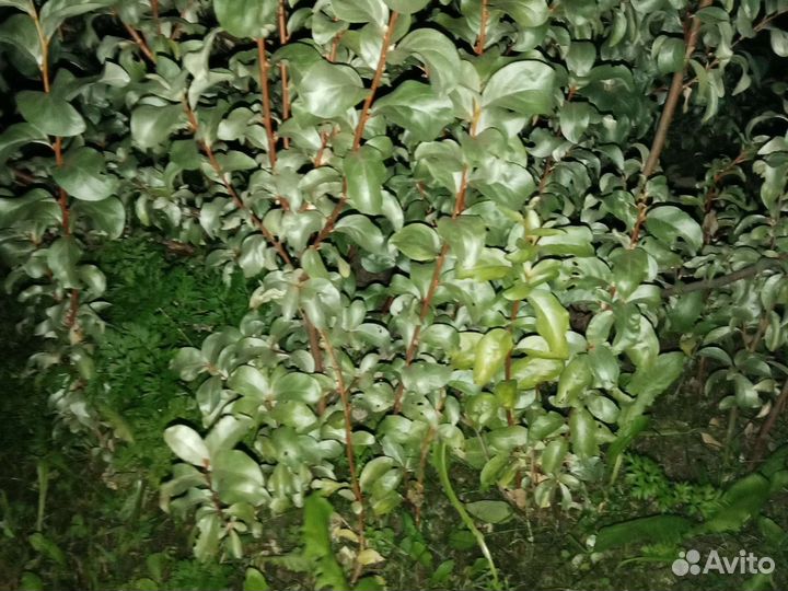 Лох серебристый