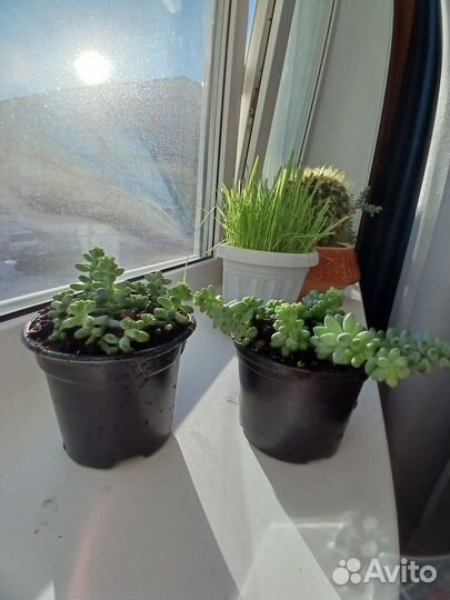 Очиток буритто