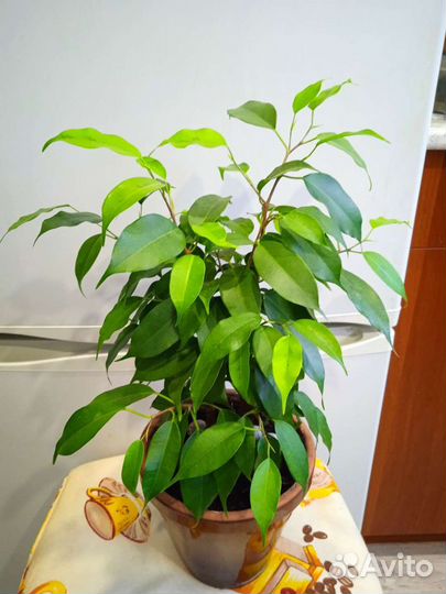 Сортовые фикусы бенджамина