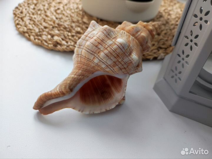 Морская ракушка