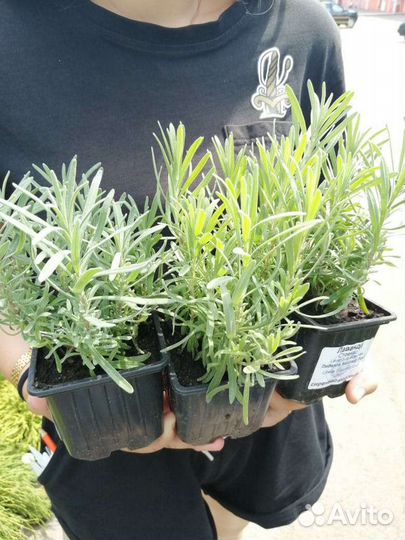 Лаванда узколистная рассада в р9