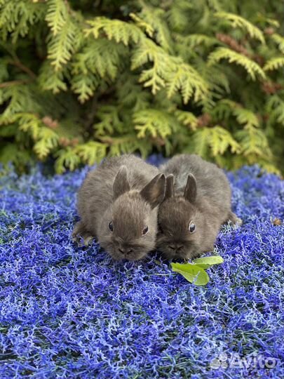 Царские кролики