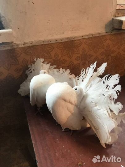 Голуби Павлины, Узбеки, Ленточные, Косматые