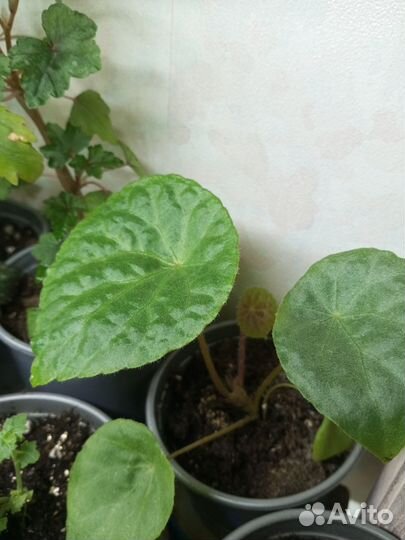 Комнатные цветы