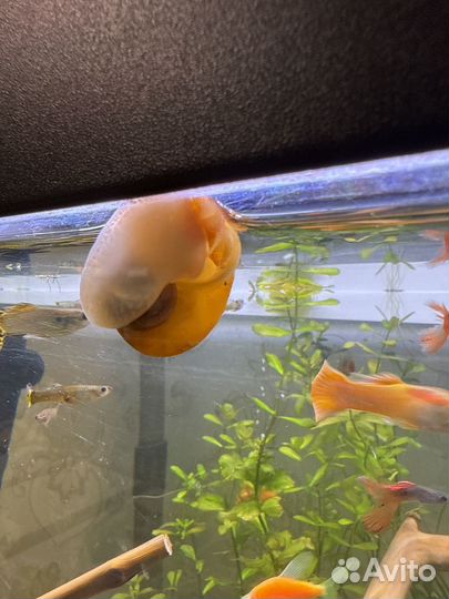 Улитки ампулярии желтая