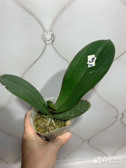 Бабочка Violet Angel орхидея фаленопсис