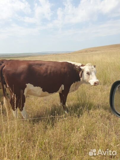 Телки гелефорд