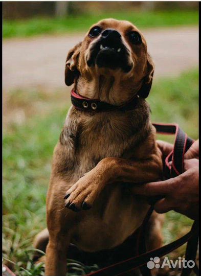 Крошка зубастик 7 кг в поисках дома