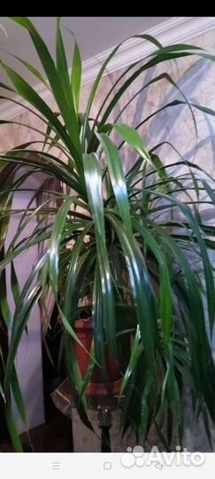 Пальма панданус