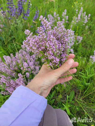 Тимьян, борогодская трава