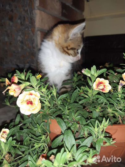 Кошка в дар бесплатно