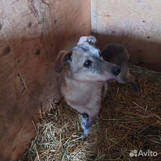 Старушка Куколка из приюта хочет жить