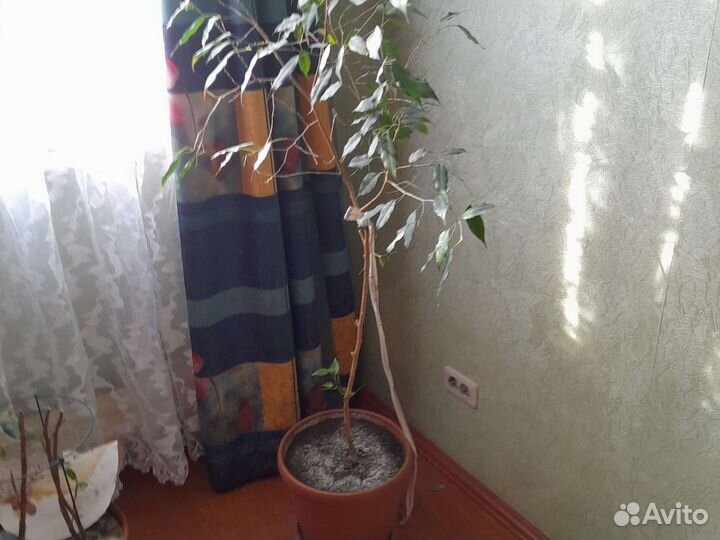 Фикус бенджамина