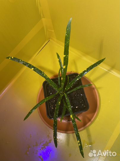 Кротоны, Драцена, Хамедорея на обмен или продажу