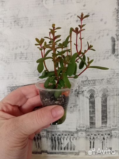 Crassula. radicans