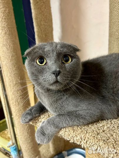 Котик в добрые руки