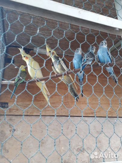 Попугаи и кенара, клетки