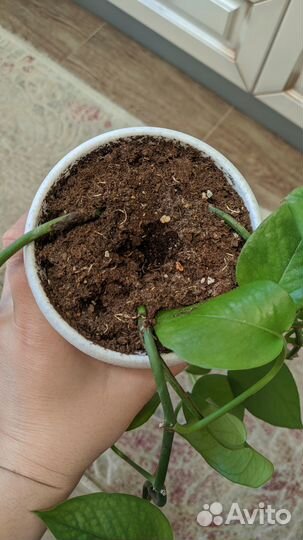 Сциндапсус (лиана)