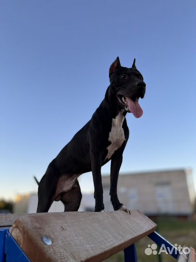 Питбультерьер