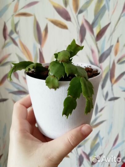 Комнатные растения