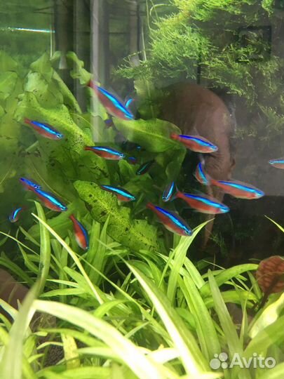 Аквариумные рыбки неоны и другие