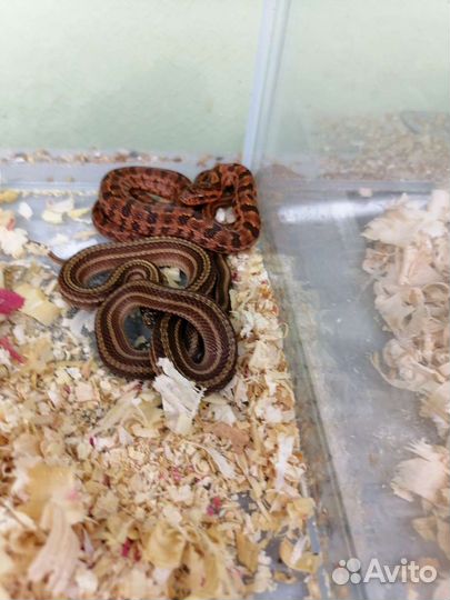 Узорчатый полоз