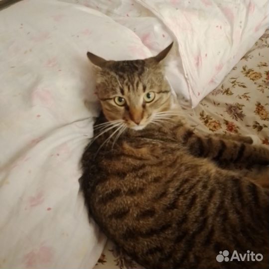 Передержка котов и грызунов.Выгул собак и кошек