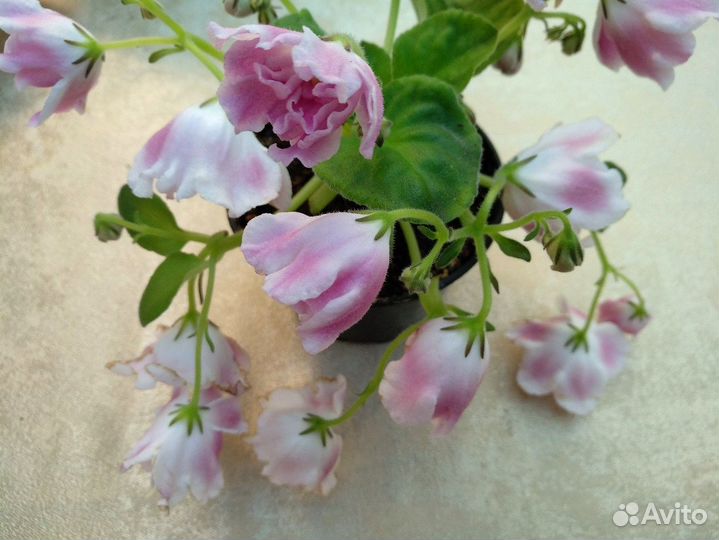 Фиалки сортовые