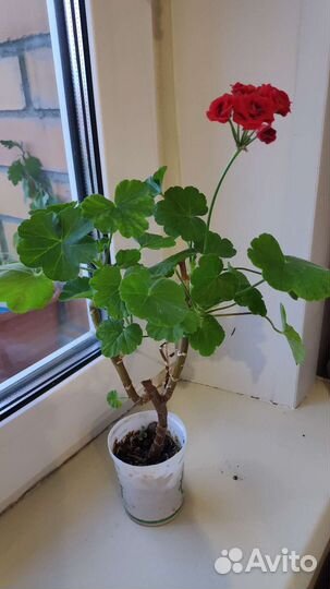 Пеларгония герань