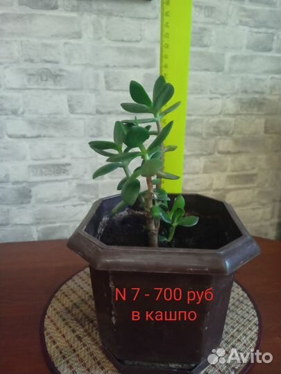 Денежное дерево (крассула)