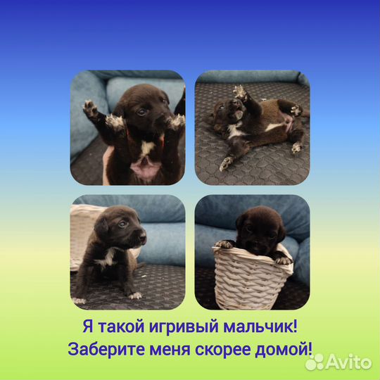 Щенки в добрые руки