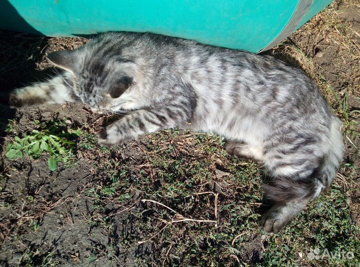 Кот в добрые руки