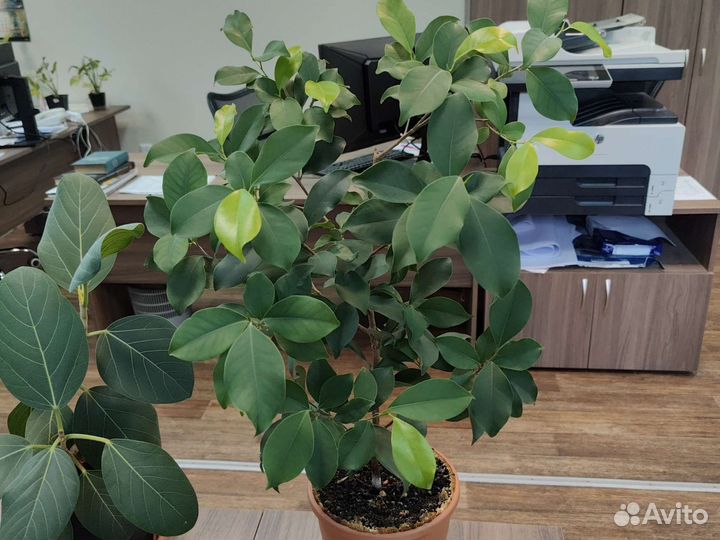 Фикус микрокарпа