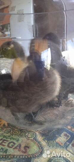 Утята индийский бегугок