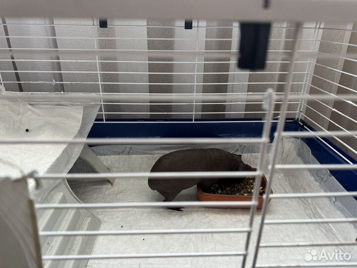 Морская свинка скини