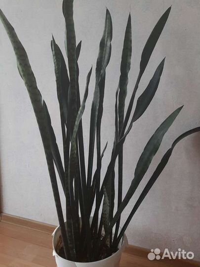 Сансевиерия