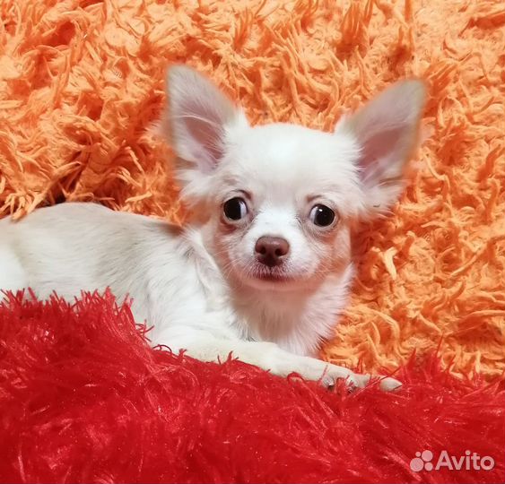 Чихуахуа девочка дш