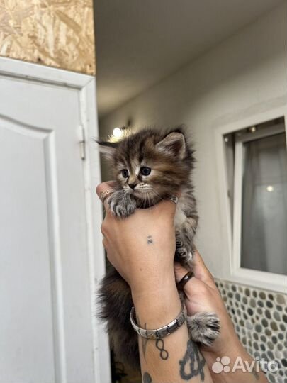 Котята в добрые руки даром