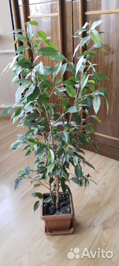 Фикус бенджамина